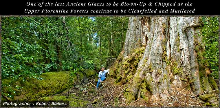 Florentine Ancient Giant