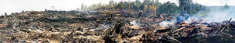 Plantation Effect Tasmania