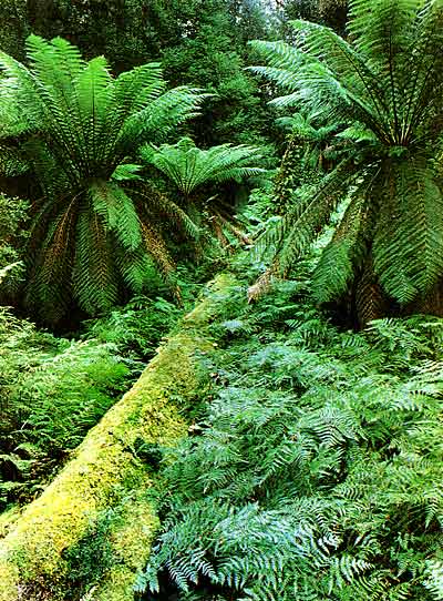 plants in rainforest. Rainforest Tasmania
