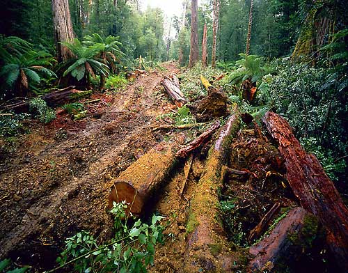 Forestry Road into Pristine Area Tasmania