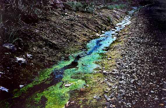 Algae Tasmania