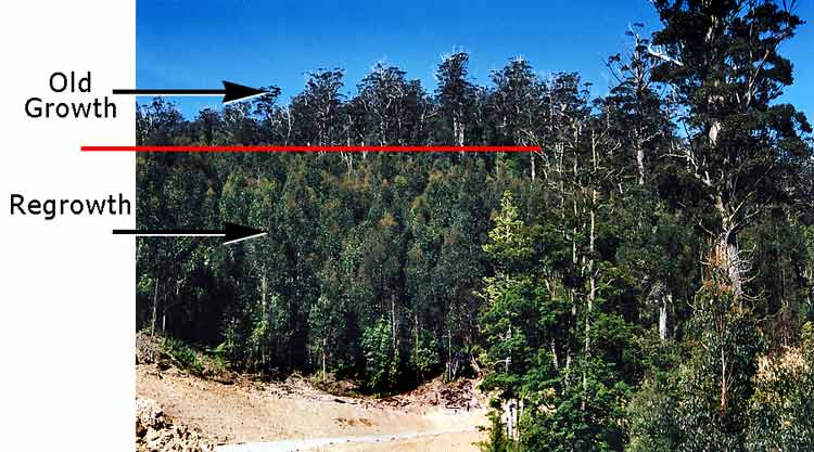 Old Growth / Regrowth Forest Tasmania