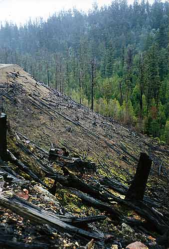 Steep Slope Logging Tasmania