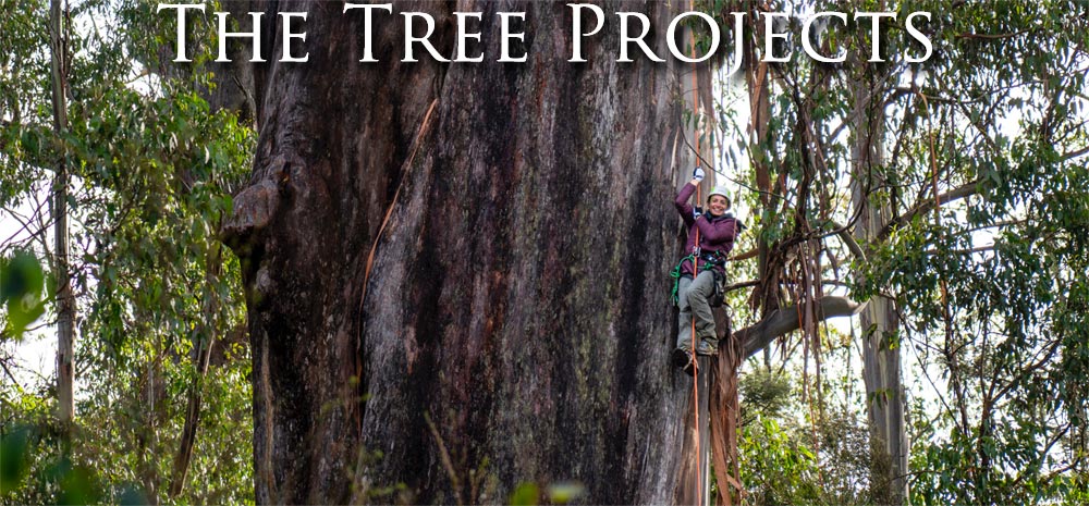 THE TREE PROJECTS