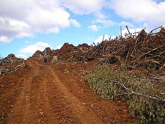 Clearfell piles Tasmania