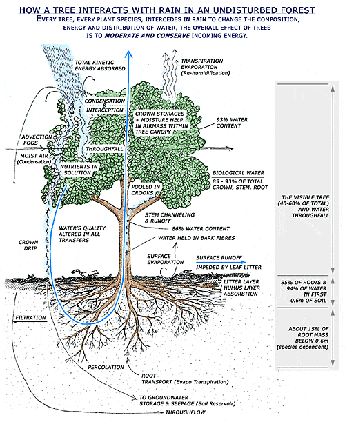 How a Tree Interact with Rain in an Undisturbed Forest